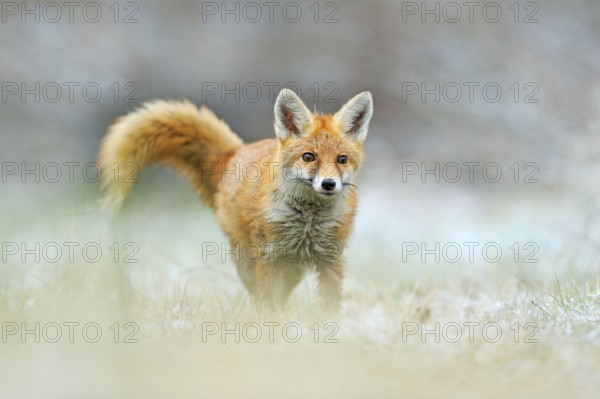 Red Fox jumping, Vulpes vulpes, wildlife scene from Europe. Orange fur coat animal in the nature habitat. Fox on the green forest meadow