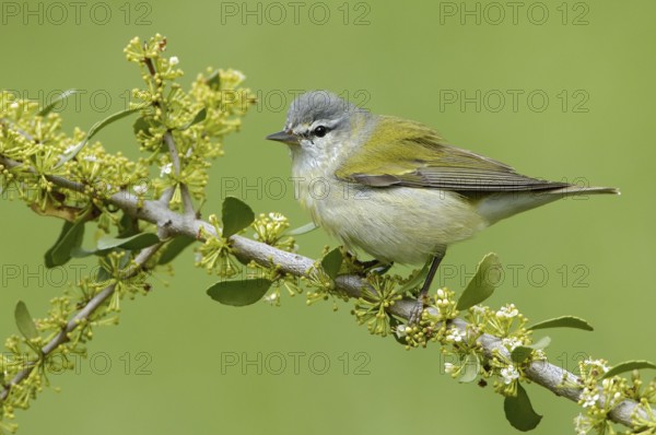 Tennessee Warbler (Leiothlypis peregrina), Texas, USA