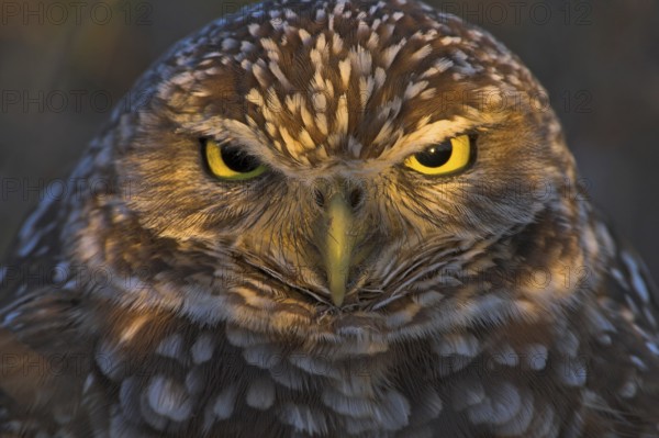 Burrowing Owl (Athene cunicularia), Florida, USA