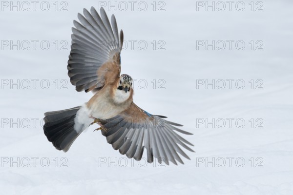 Eurasian Jay (Garrulus glandarius) flying, Lower Saxony, Germany