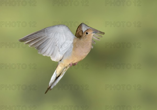 Mourning Dove (Zenaida macroura) flying, Texas, USA