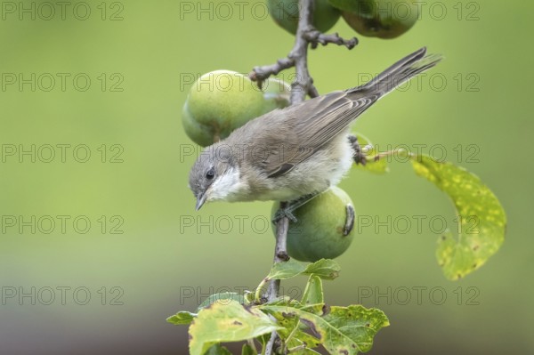 Lesser Whitethroat (Sylvia curruca) young bird in a plum tree, Mecklenburg-Western Pomerania, Germany