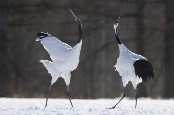 Red-crowned Crane (Grus japonensis) calling, Hokkaido, Japan