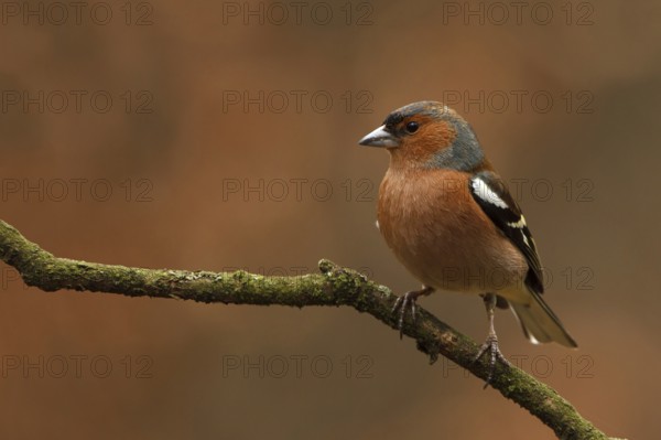 Common Chaffinch (Fringilla coelebs) male, Utrecht, Netherlands