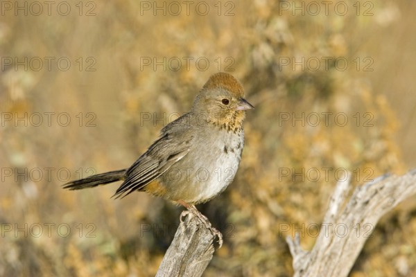 Canyon Towhee Pipilo fuscus Tucson, Arizona, United States 7 June Adult Emberizidae