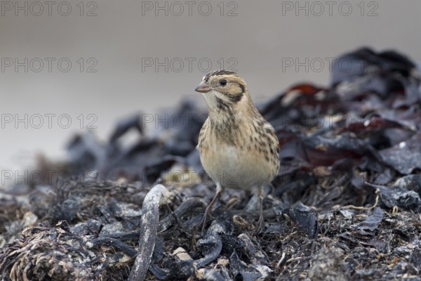 Lapland Longspur (Calcarius lapponicus) foraging at a beach, Schleswig-Holstein, Germany
