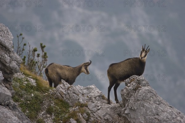 Gaemse (Rupicapra rupicapra) chamois