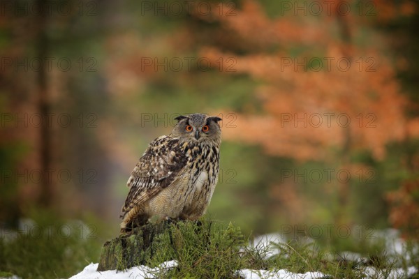 Eurasian Eagle Owl, Bubo Bubo, sitting on the tree branch, wildlife photo in the forest with orange autumn colours, Slovakia. Bird in the forest