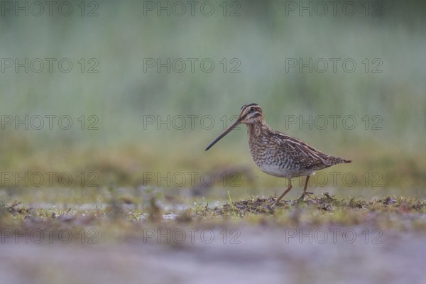 Common Snipe (Gallinago gallinago) foraging, North Rhine-Westphalia, Germany