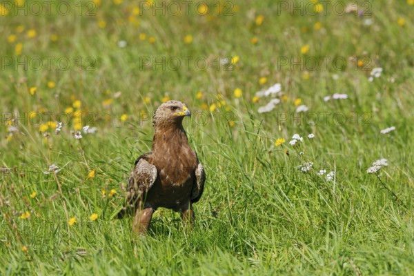 Lesser Spotted Eagle (Clanga pomarina), Mecklenburg-Western Pomerania, Germany