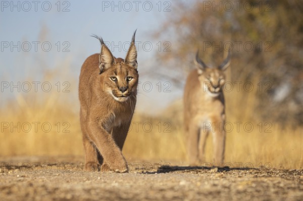 Caracal (Caracal caracal) two adult walking in meadow, Castile-La Mancha, Spain