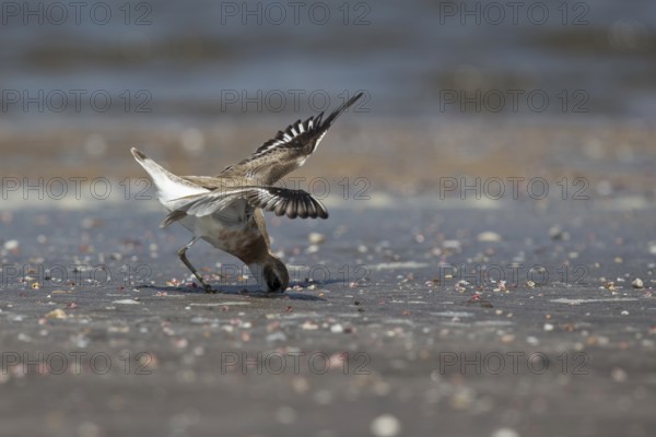 Greater Sand Plover (Charadrius leschenaultii) foraging on beach, Ras al-Sawadi, Oman