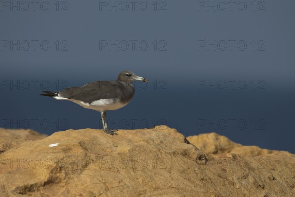 Sooty Gull (Ichthyaetus hemprichii), Ras Janjari, Oman