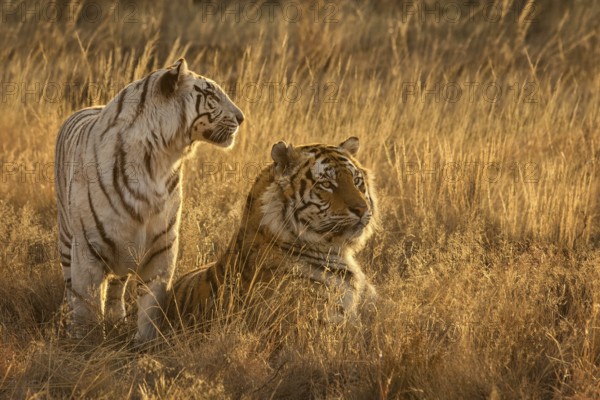 Bengal Tiger (Panthera tigris) white morph female together with normal color male, captive, Philippolis, South Africa