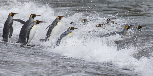 King Penguin (Aptenodytes patagonicus) group going to sea, South Georgia