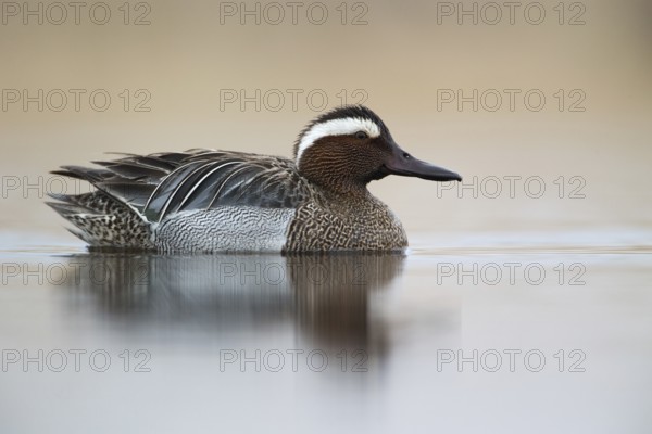 Garganey (Spatula querquedula) male, Saxony, Germany