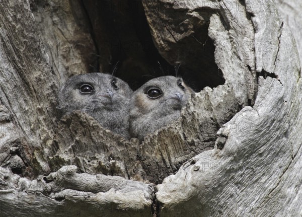 Australian Owlet-nightjar (Aegotheles cristatus), Australian Capital Territory, Australia