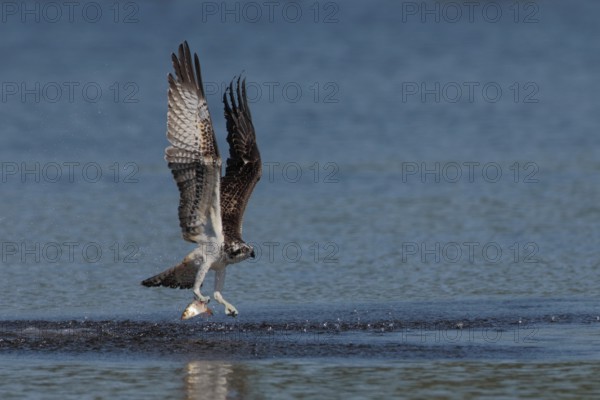 Fischadler, lat. Pandion haliaetus, startet von der Wasseroberfläche mit gefangenem Fisch