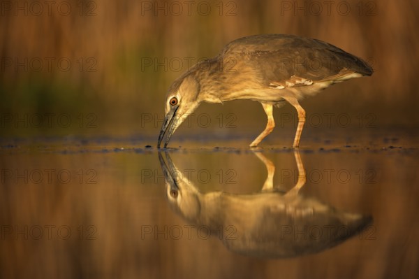 Black-crowned Night Heron (Nycticorax nycticorax) juvenile, Hungary