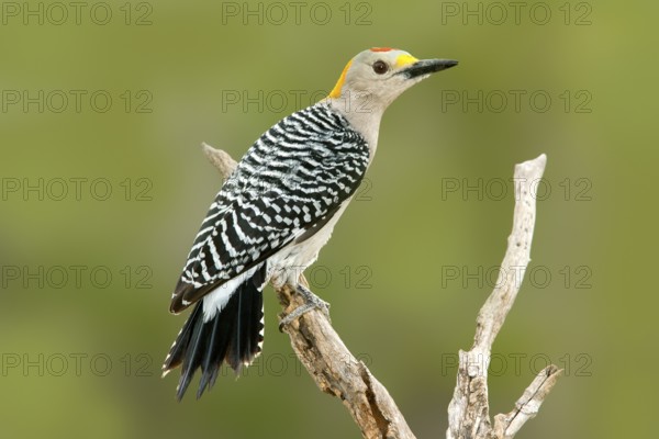 Golden fronted Woodpecker Melanerpes aurifrons Rio Grande City, Starr County, Texas, United States 30 March Adult Male Picidae