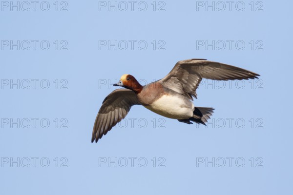 Eurasian Wigeon (Mareca penelope) male flying, Netherlands