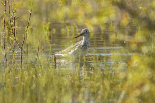 Common greenshank (Tringa nebularia), walking on marsh, Galicia, Spain