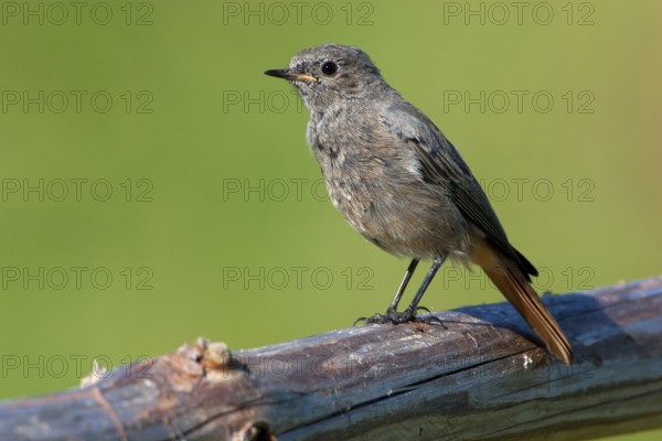 Black Redstart (Phoenicurus ochruros) female, Mecklenburg-Western Pomerania, Germany