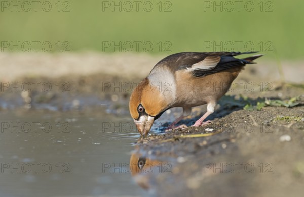 Hawfinch (Coccothraustes coccothraustes) male drinking at waterhole, Aosta Valley, Italy