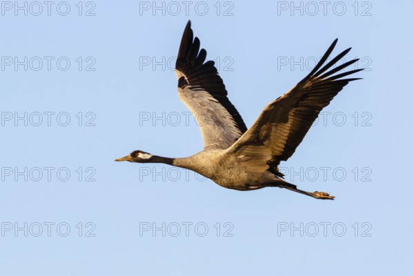 Common Crane (Grus grus) flying, Gallocanta Lake, Spain