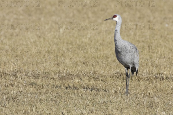 Sandhill Crane (Antigone canadensis), New Mexico, USA