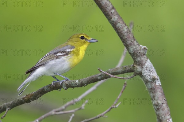 Yellow-throated Vireo (Vireo flavifrons) perched on a branch in southern Ontario, Canada