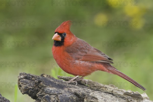 Northern Cardinal (Cardinalis cardinalis), Texas, USA