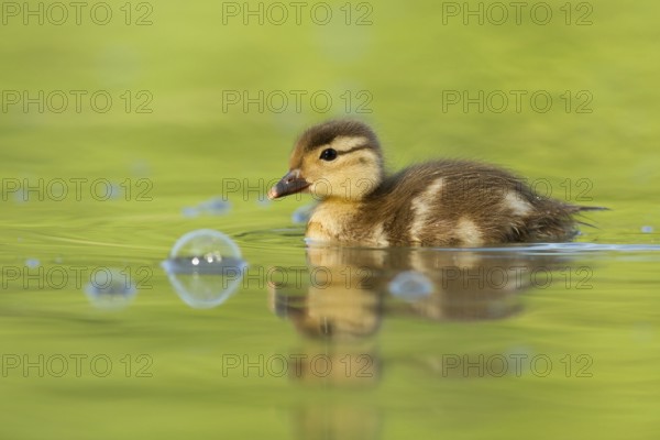 Mandarin Duck (Aix galericulata) juvenile, St. Gallen, Switzerland