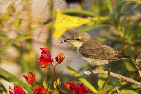 Purple Sunbird (Cinnyris asiaticus) female, Oman