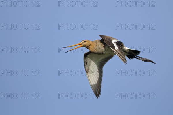 Uferschnepfe (Limosa limosa), Black-tailed Godwit, rufender Altvogel im Flug, Mai, Nijkerk, Niederlande