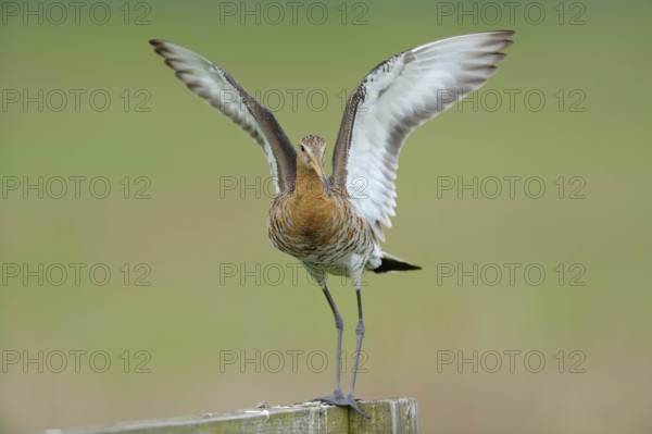 Uferschnepfe (Limosa limosa), Black-tailed Godwit, landender Altvogel auf Sitzwarte, Mai, Nijkerk, Niederlande