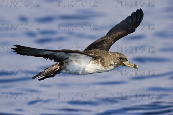 Cory's Shearwater (Calonectris borealis) flying, Eilat, Israel