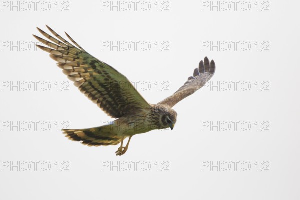 Hen Harrier (Circus cyaneus) female flying, Hungary