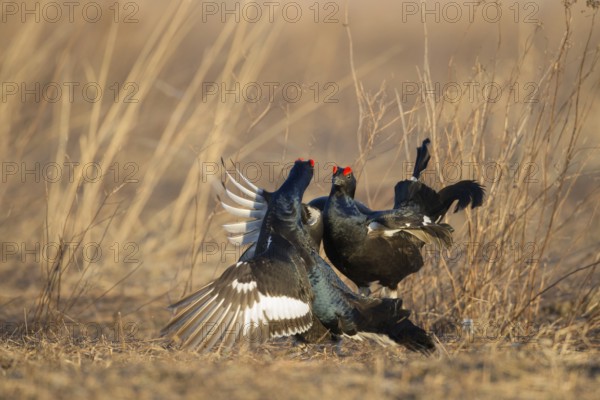 Black Grouse (Lyrurus tetrix) male, Nizhegorodskaya, Russia