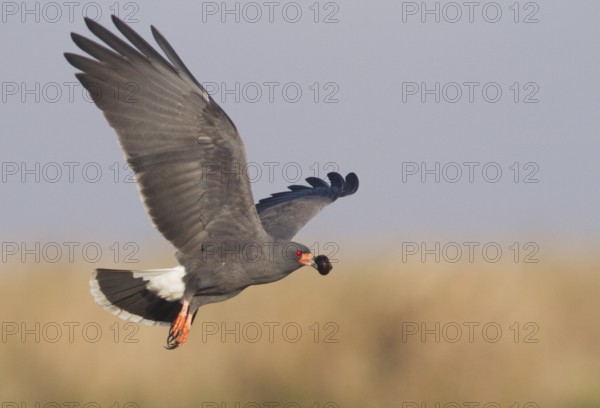 Snail Kite (Rostrhamus sociabilis) flying, Corrientes, Argentina