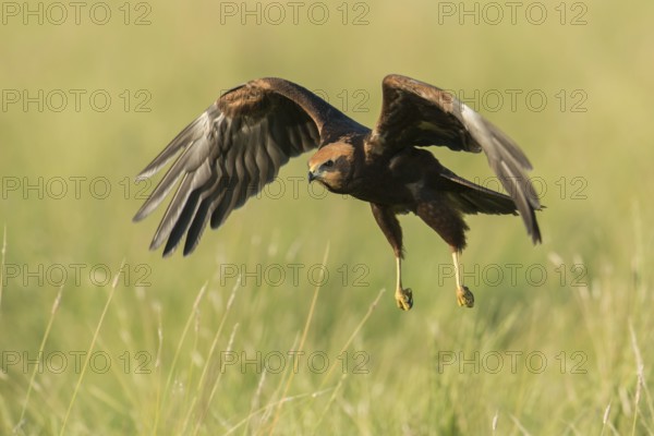 Western Marsh Harrier (Circus aeruginosus) juvenile flying, Schleswig-Holstein, Germany