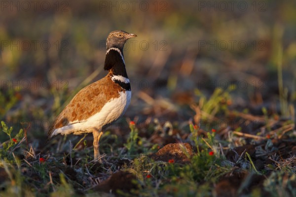 Little Bustard (Tetrax tetrax) male, Castile-La Mancha, Spain