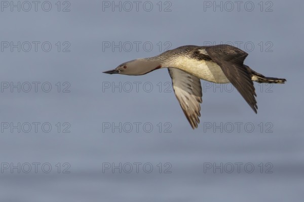 Red-throated Loon (Gavia stellata) feeding in the ocean near Nome, Alaska