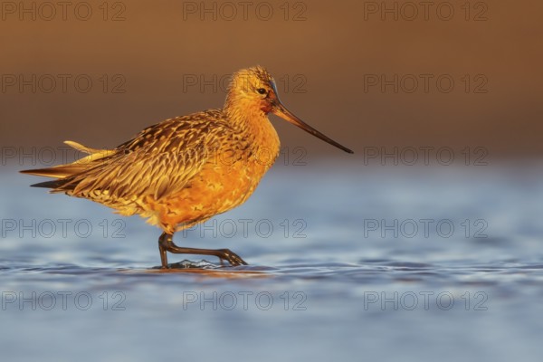 Bar-tailed Godwit (Limosa lapponica) feeding along a river in Nome, Alaska