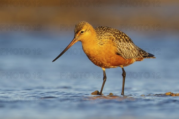 Bar-tailed Godwit (Limosa lapponica) feeding along a river in Nome, Alaska