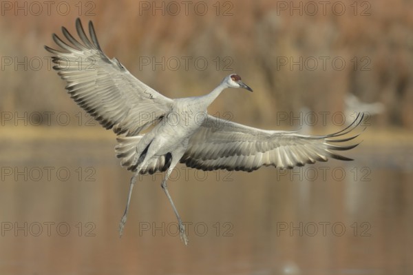 Sandhill Crane (Antigone canadensis) flying, New Mexico, USA