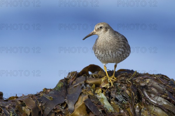 Purple Sandpiper (Calidris maritima) foraging, Iceland