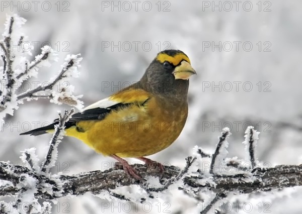 Evening Grosbeak male, Coccothraustes vespertinus, perched on a frosty branch at Pike Lake, Saskatchewan, Canada