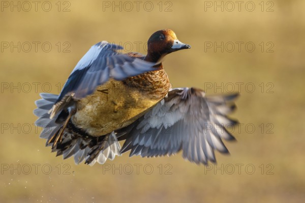 Eurasian Wigeon (Mareca penelope) male flying, Netherlands