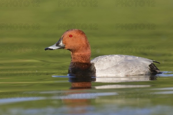 Common Pochard (Aythya ferina) male, Brandenburg, Germany